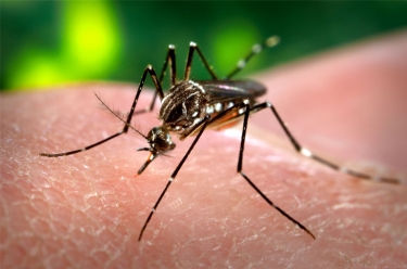 Dengue y otras enfermedades