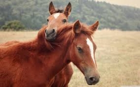 Coaching con caballos