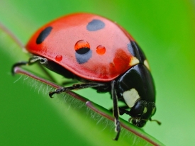 ¿Cuántos insectos hoy en el planeta?